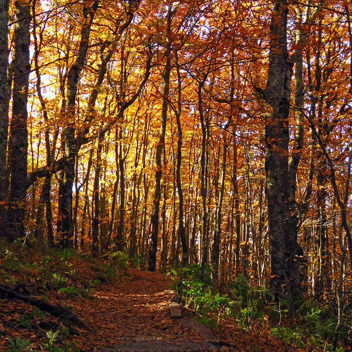 American beech grove reference