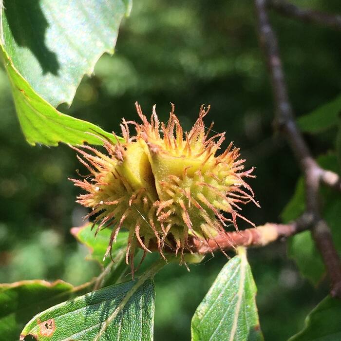 American beech husk reference