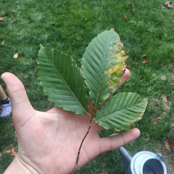 American beech leaf reference