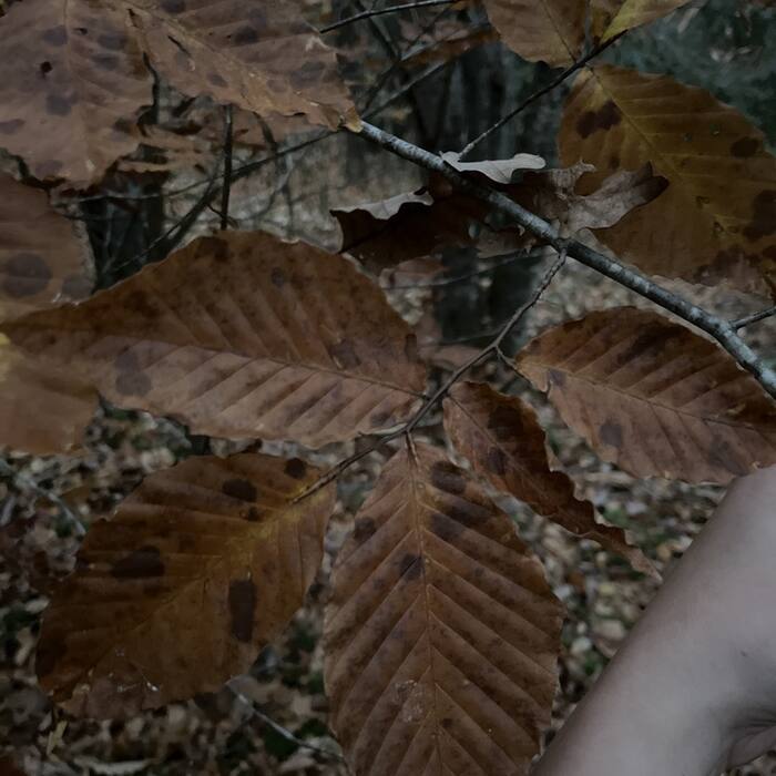 American beech marcescent reference