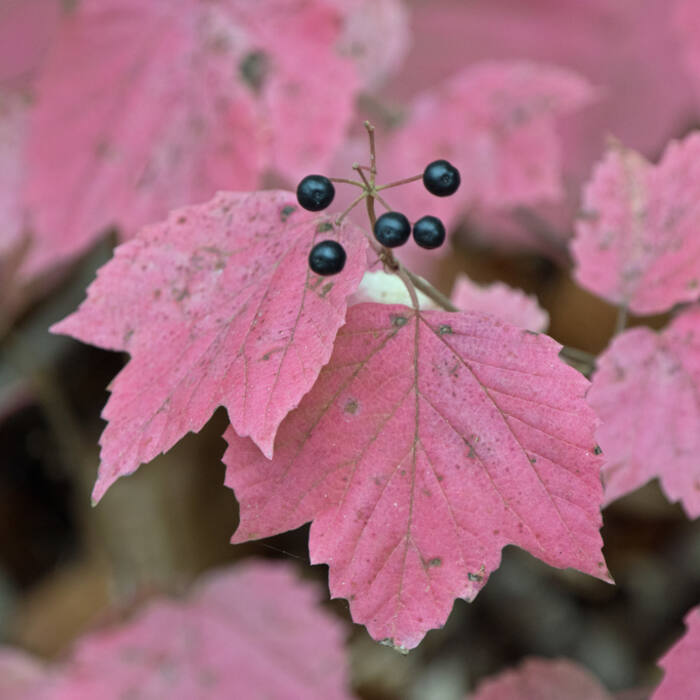 Viburnum acerifolium (mapleleaf viburnum) reference photo 1