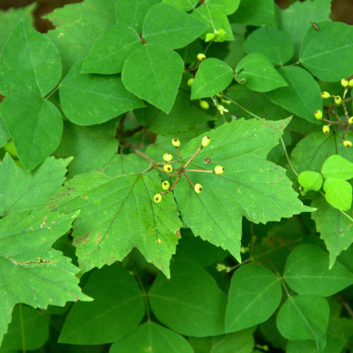 Viburnum acerifolium (mapleleaf viburnum) reference photo 4