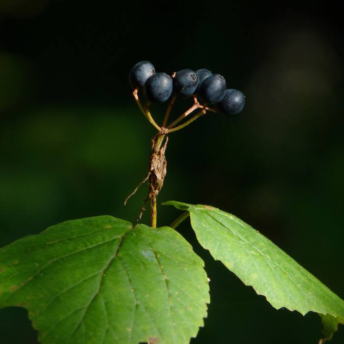 Viburnum acerifolium (mapleleaf viburnum) reference photo 3