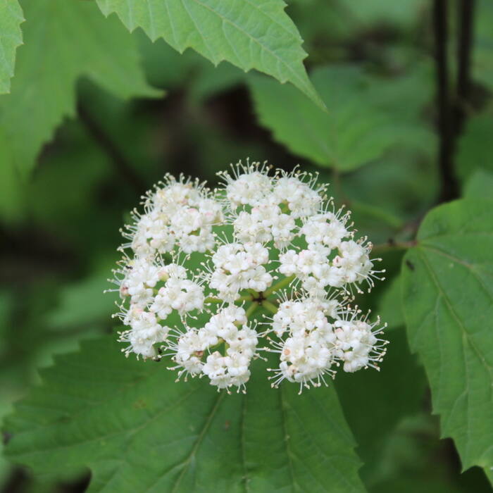 Viburnum acerifolium (mapleleaf viburnum) reference photo 2