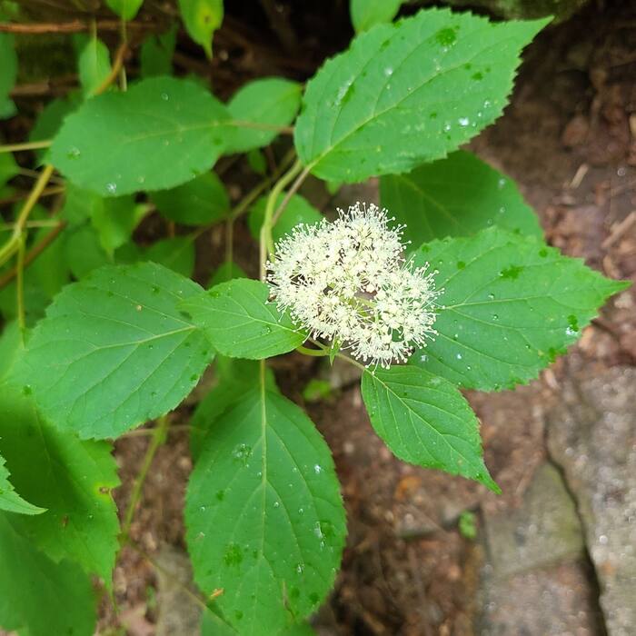 Hydrangea arborescens (wild hydrangea, 'sevenbark') reference photo 2