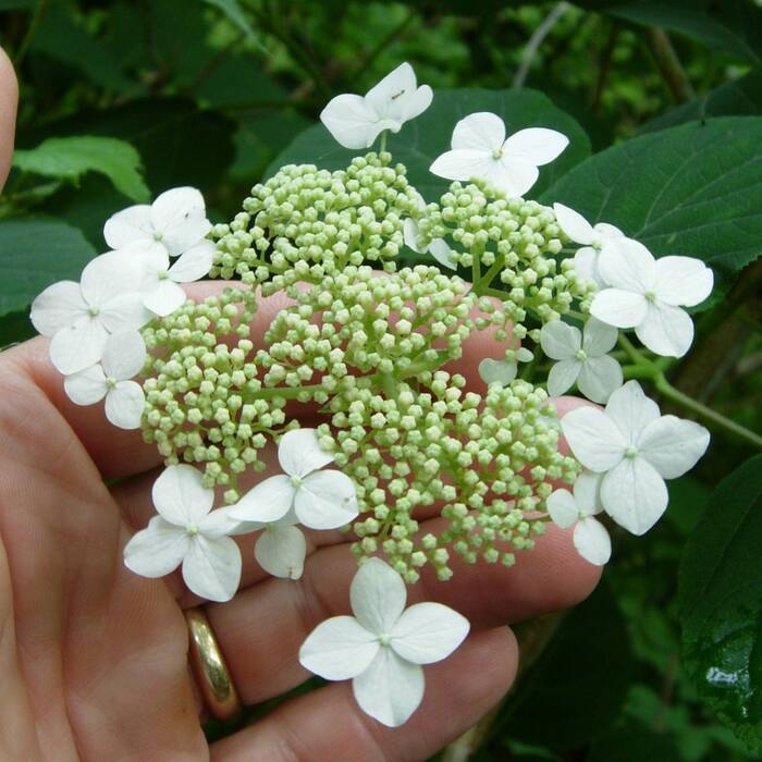 Hydrangea arborescens (wild hydrangea, 'sevenbark') reference photo 1