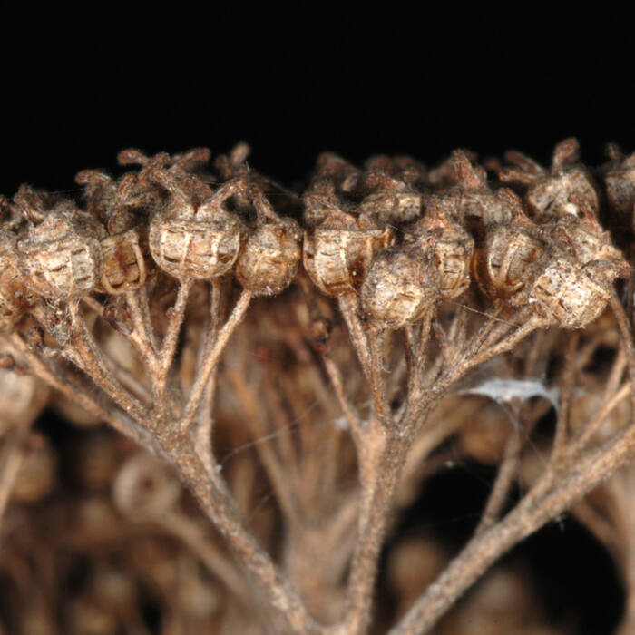 Hydrangea arborescens (wild hydrangea, 'sevenbark') reference photo 3