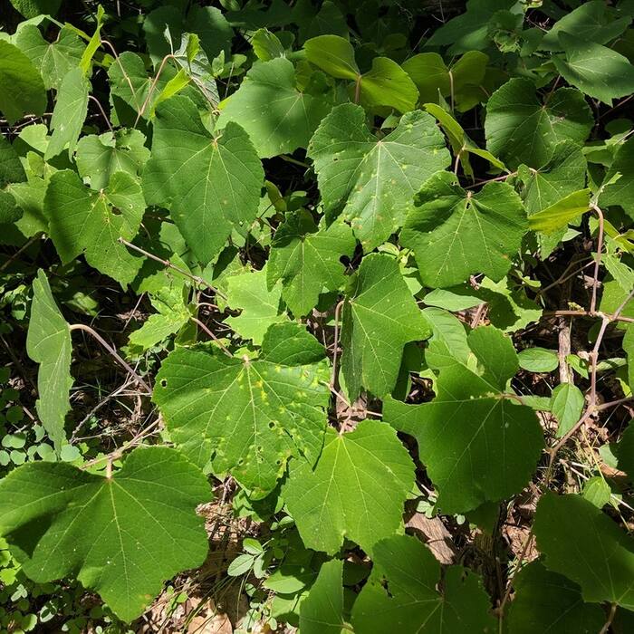 Vitis aestivalis (summer grape) reference photo 4