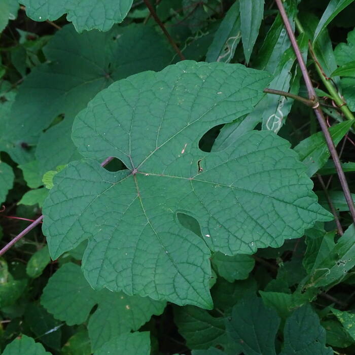 Vitis aestivalis (summer grape) reference photo 1