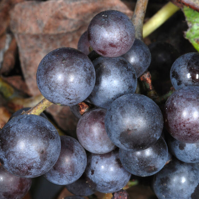 Vitis aestivalis (summer grape) reference photo 3