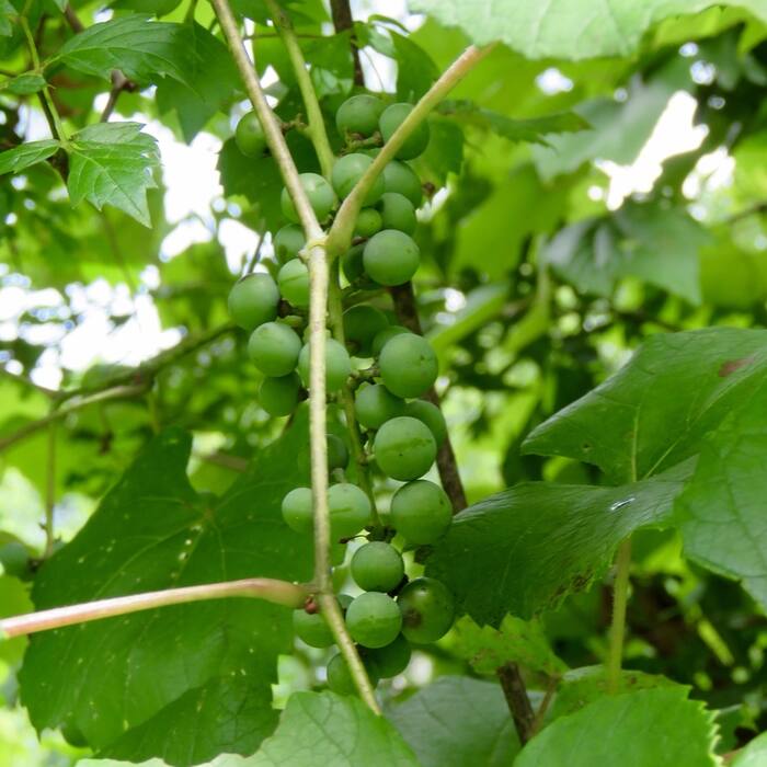 Vitis aestivalis (summer grape) reference photo 2