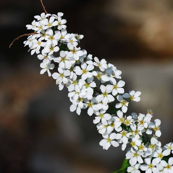 Spiraea prunifolia (bridalwreath spirea) reference photo 1
