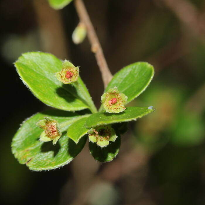 Spiraea prunifolia (bridalwreath spirea) reference photo 3