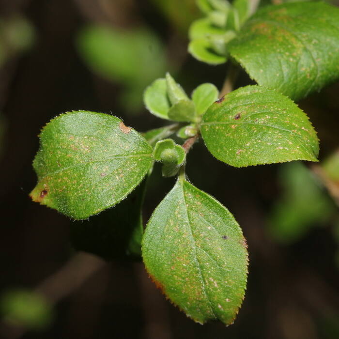 Spiraea prunifolia (bridalwreath spirea) reference photo 4
