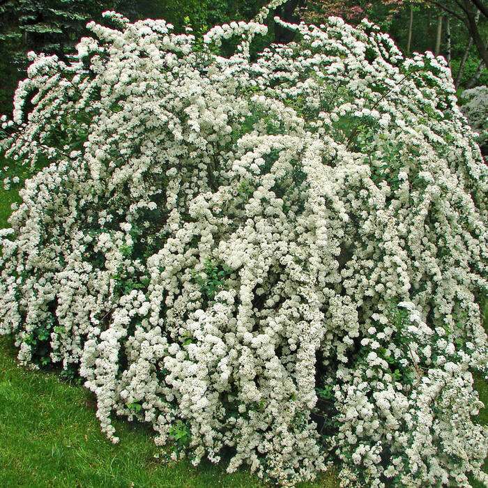 Spiraea prunifolia (bridalwreath spirea) reference photo 2