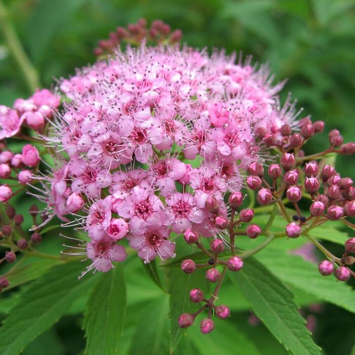 Spiraea japonica (Japanese meadowsweet) reference photo 1