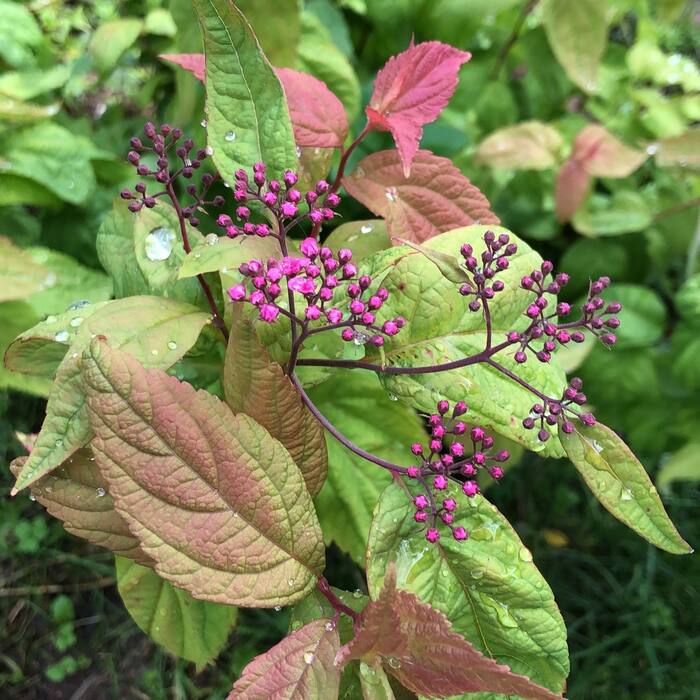 Spiraea japonica (Japanese meadowsweet) reference photo 3