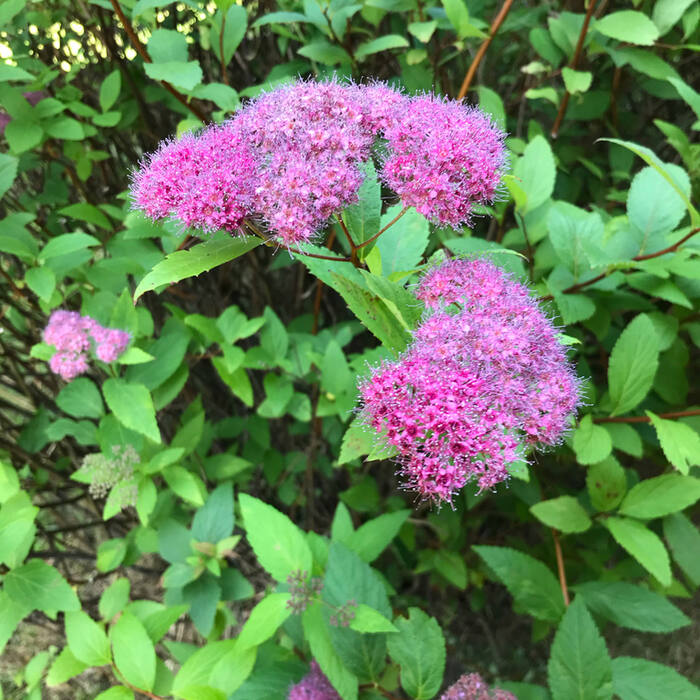 Spiraea japonica (Japanese meadowsweet) reference photo 2