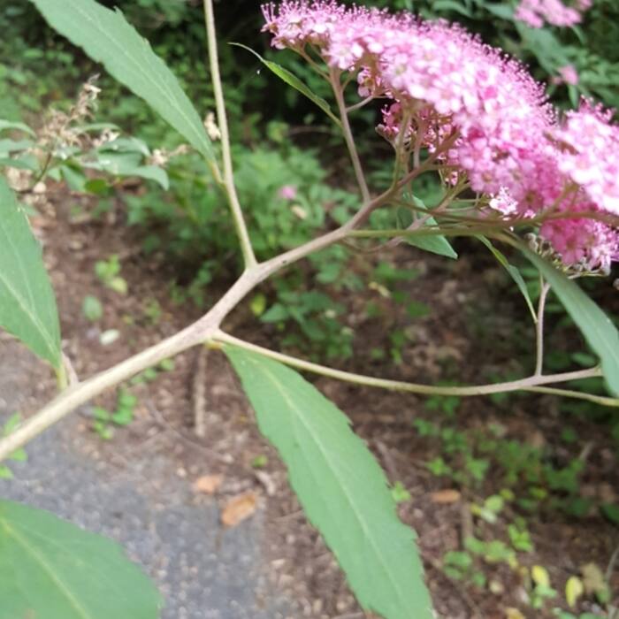 Spiraea japonica (Japanese meadowsweet) reference photo 4