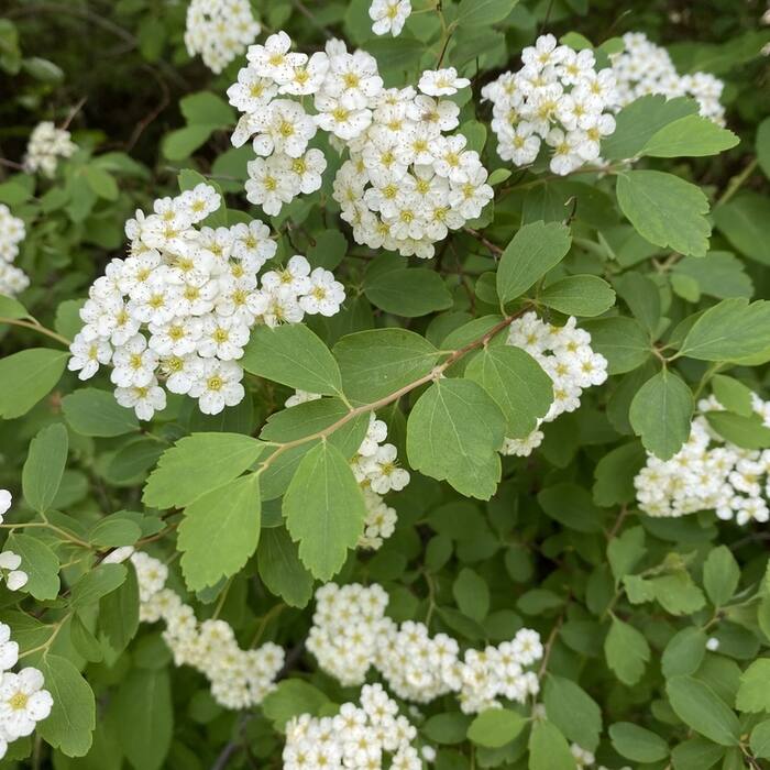 Spiraea vanhouttei (Vanhoutte spirea) reference photo 1