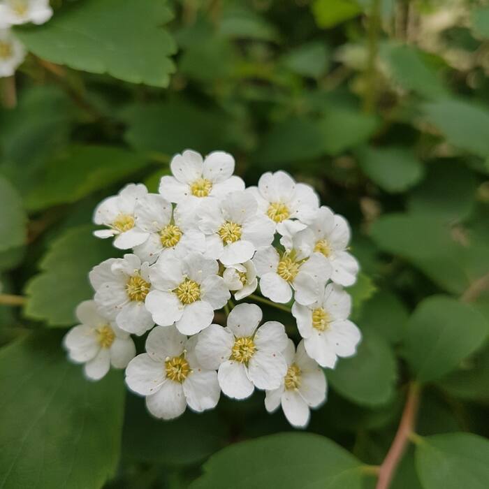 Spiraea vanhouttei (Vanhoutte spirea) reference photo 4