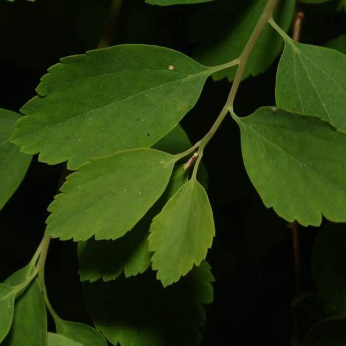 Spiraea vanhouttei (Vanhoutte spirea) reference photo 2