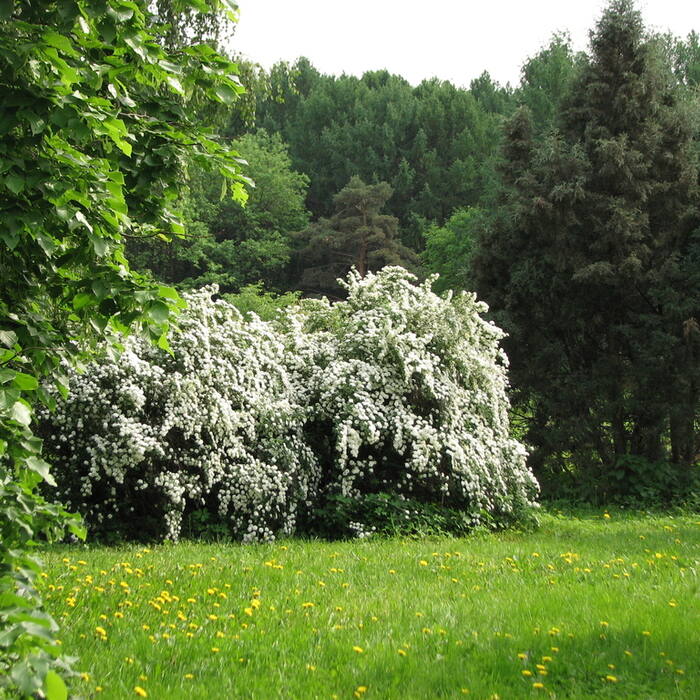 Spiraea vanhouttei (Vanhoutte spirea) reference photo 3
