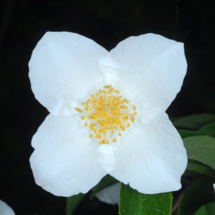 Philadelphus inodorus (Appalachian mock-orange) reference photo 1