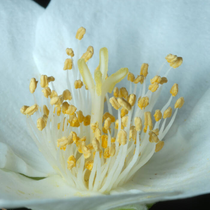 Philadelphus inodorus (Appalachian mock-orange) reference photo 2