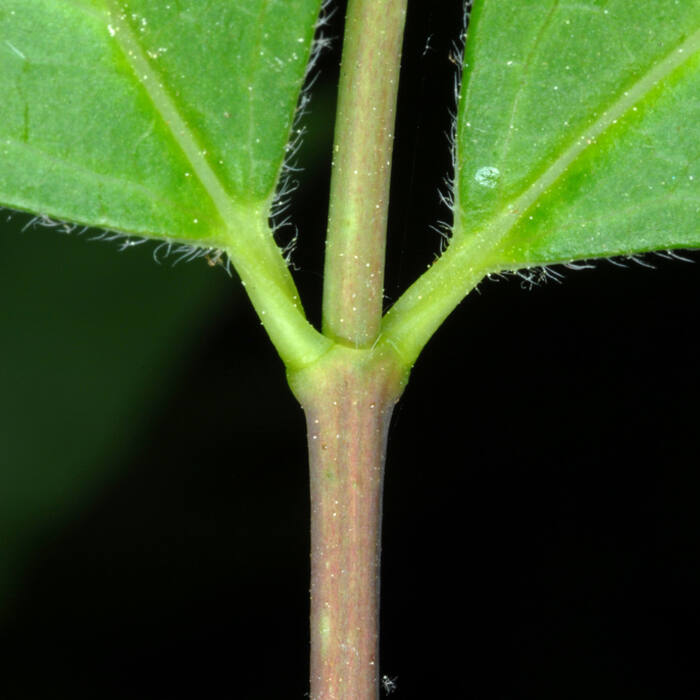 Philadelphus inodorus (Appalachian mock-orange) reference photo 4