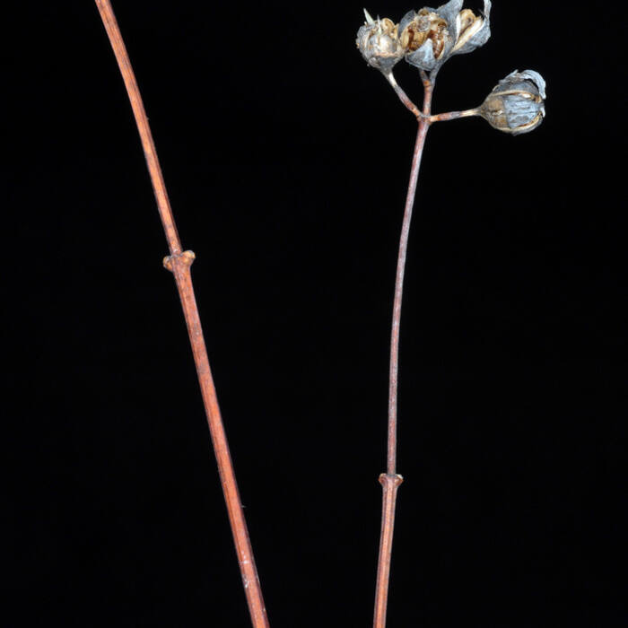 Philadelphus inodorus (Appalachian mock-orange) reference photo 3