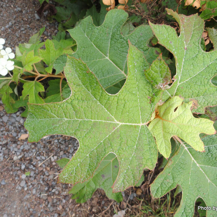 Hydrangea quercifolia (oakleaf hydrangea) reference photo 2