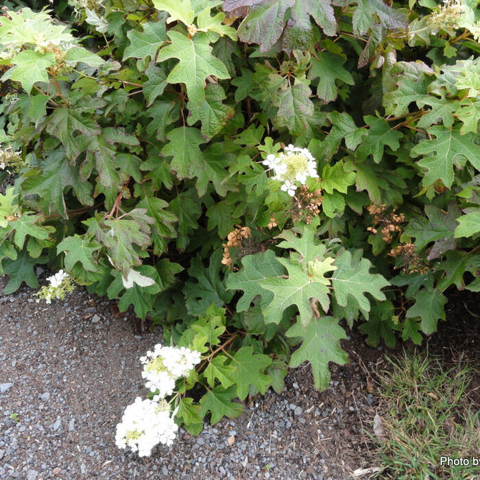 Hydrangea quercifolia (oakleaf hydrangea) reference photo 4