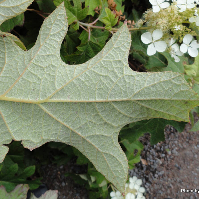 Hydrangea quercifolia (oakleaf hydrangea) reference photo 3