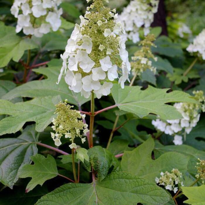 Hydrangea quercifolia (oakleaf hydrangea) reference photo 1