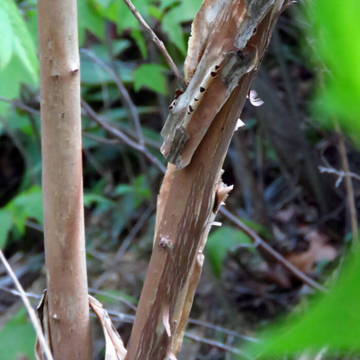 Common ninebark bark reference