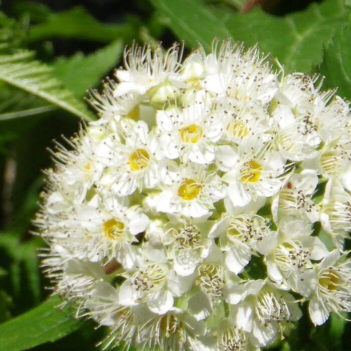 Common ninebark