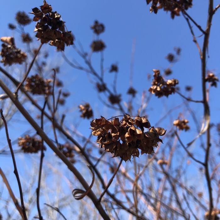 Common ninebark follicle reference