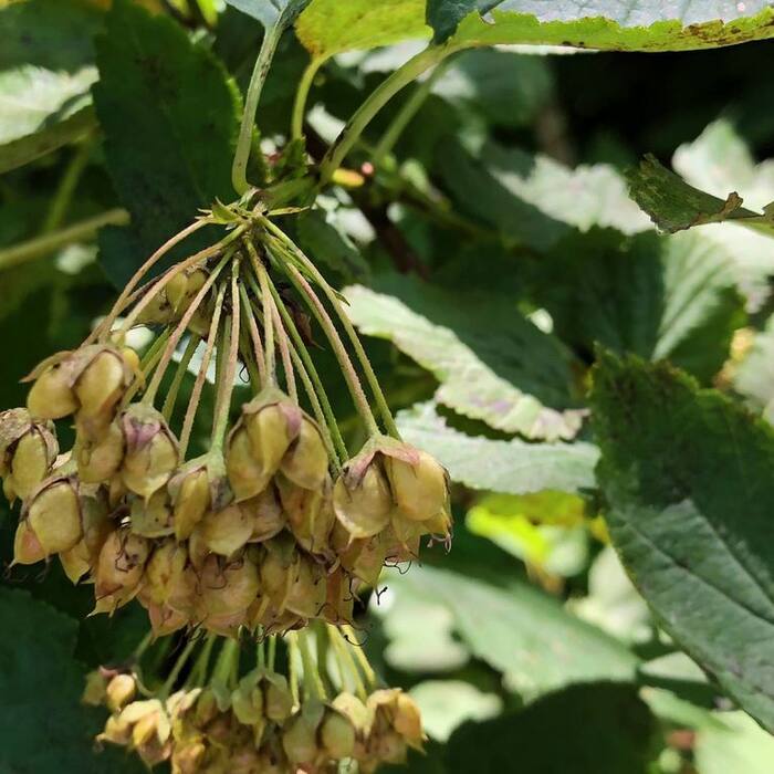 Common ninebark fruit reference