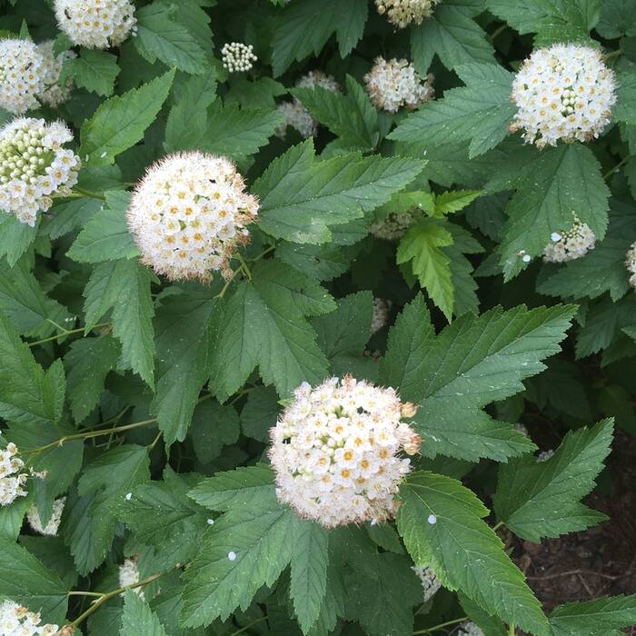 Common ninebark habit reference