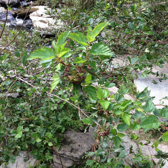 Common ninebark habitat reference
