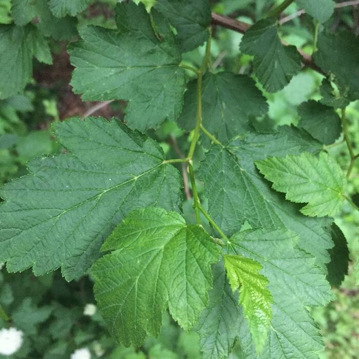 Common ninebark leaf reference