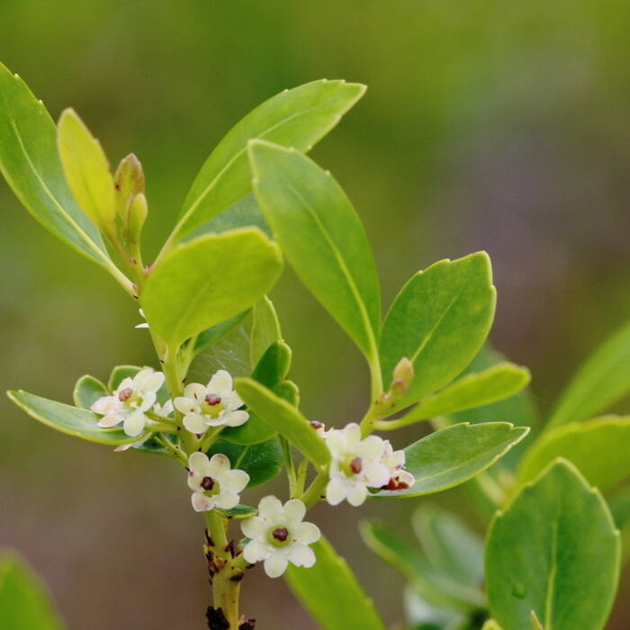 Ilex glabra (inkberry) reference photo 1