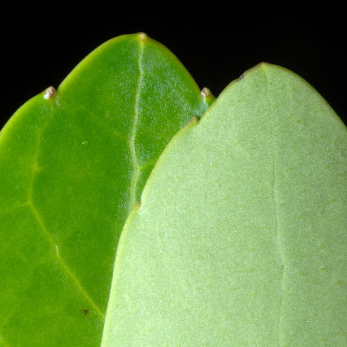 Ilex glabra (inkberry) reference photo 3