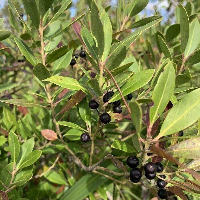 Ilex glabra (inkberry) reference photo 2
