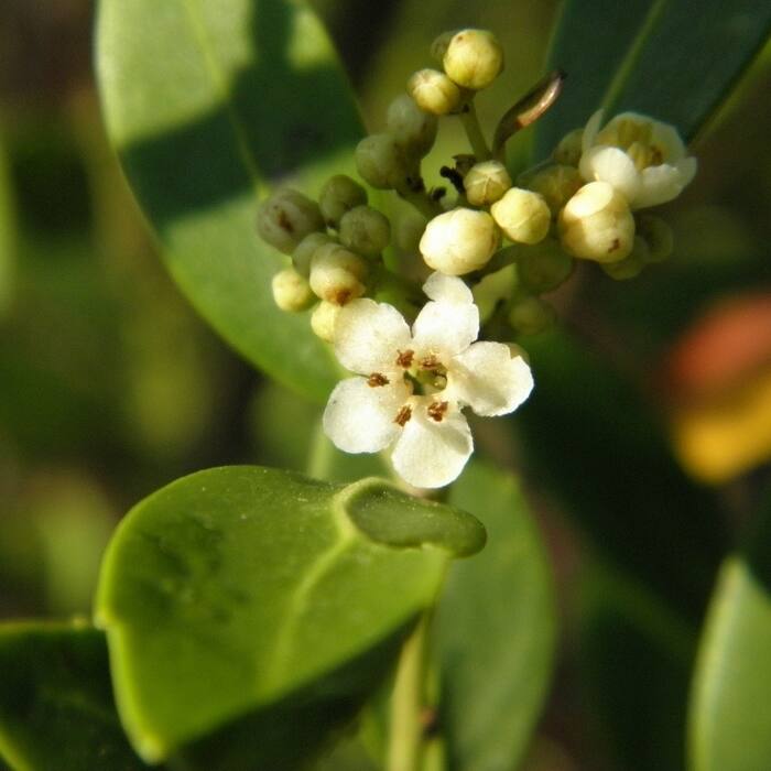 Ilex glabra (inkberry) reference photo 4
