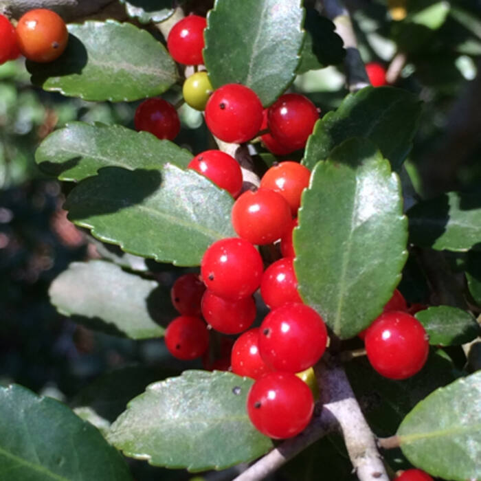 Ilex vomitoria (yaupon holly) reference photo 1