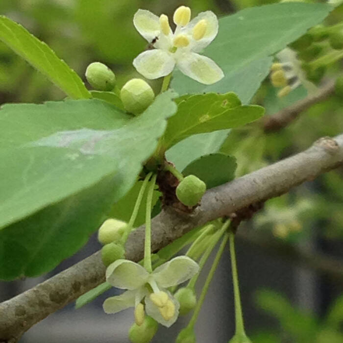 Ilex vomitoria (yaupon holly) reference photo 2