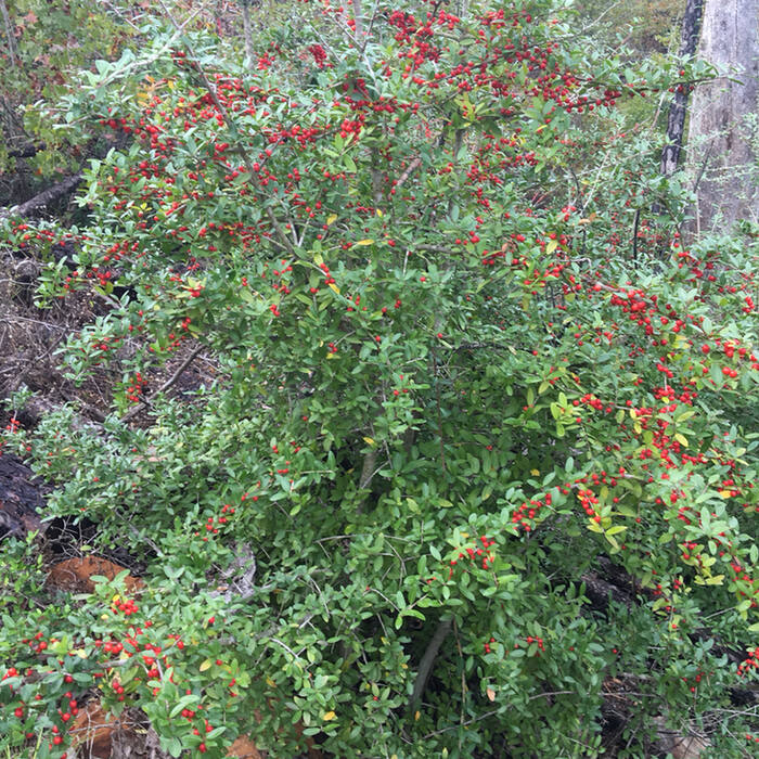 Ilex vomitoria (yaupon holly) reference photo 4