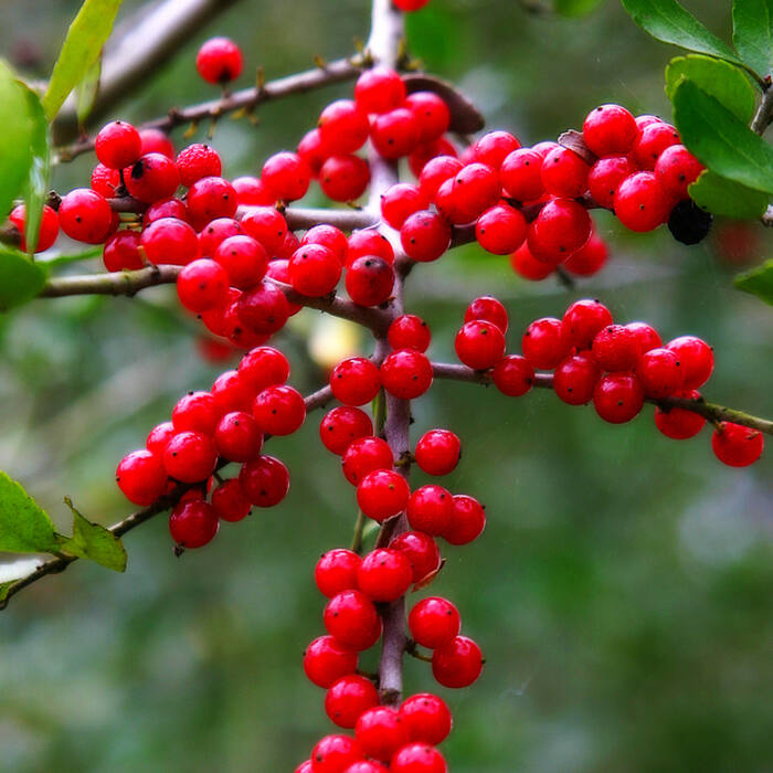 Ilex vomitoria (yaupon holly) reference photo 3